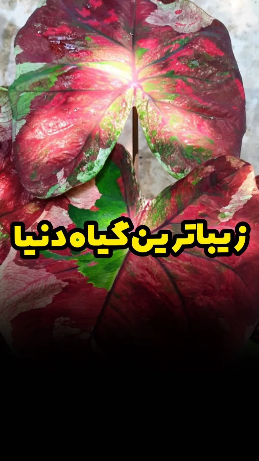 کالادیوم رد تریکالر