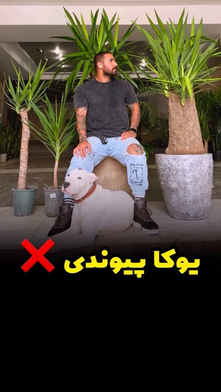 یوکا پیوندی، رنگ سبز و قهوهای، درختچه یوکا