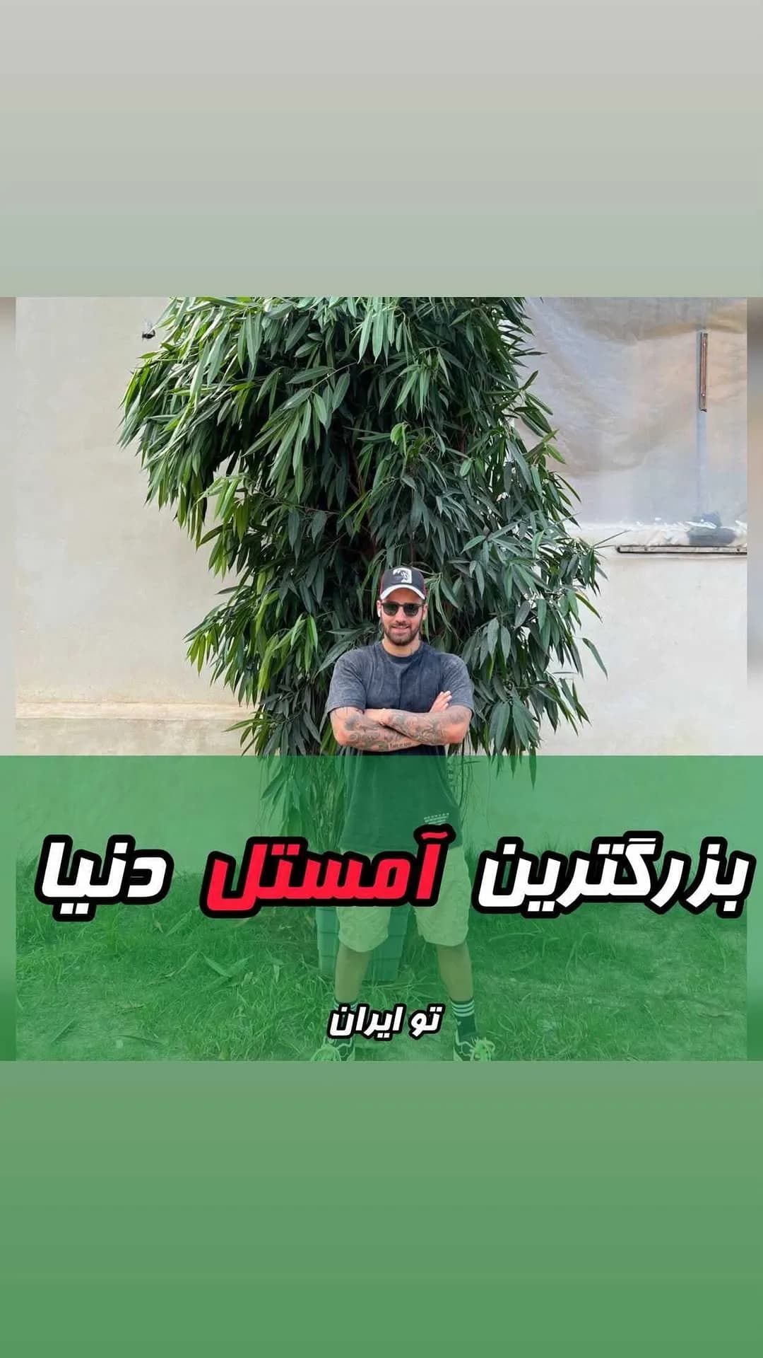 امستل غول