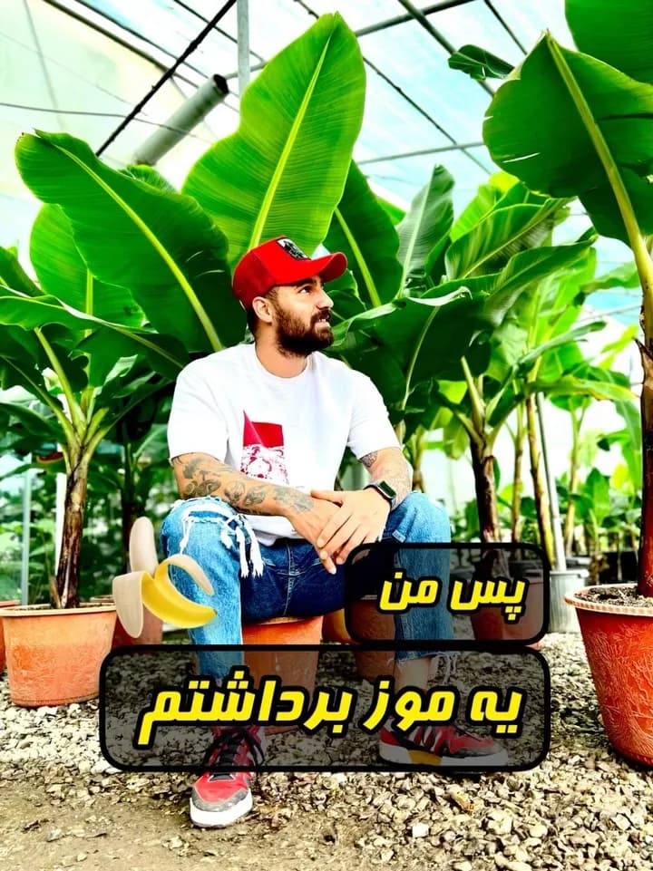 درخت موز، رنگ سبز، گیاه زینتی، برگهای بسیار پهن