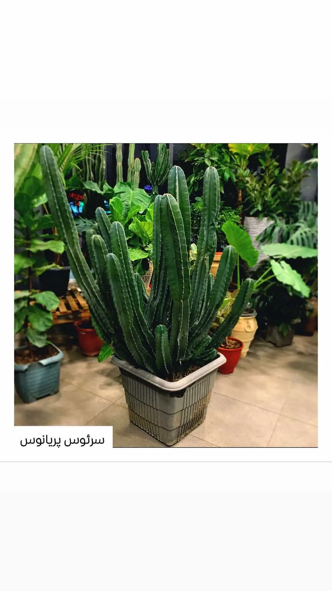کاکتوس سرئوس پریانوس، رنگ سبز، کاکتوس ستونی