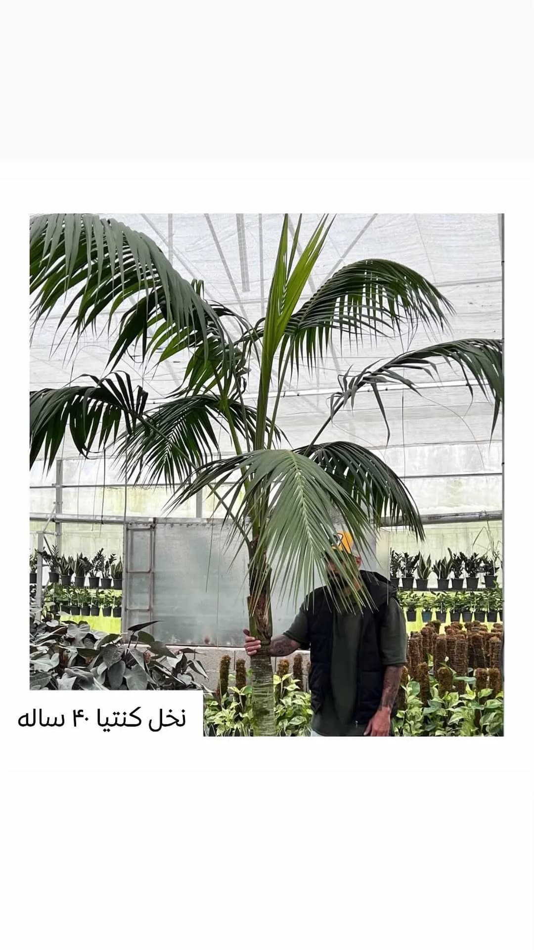 نخل کنتیا ۴۰ ساله، رنگ سبز و قهوهای، درختچه زینتی بلند