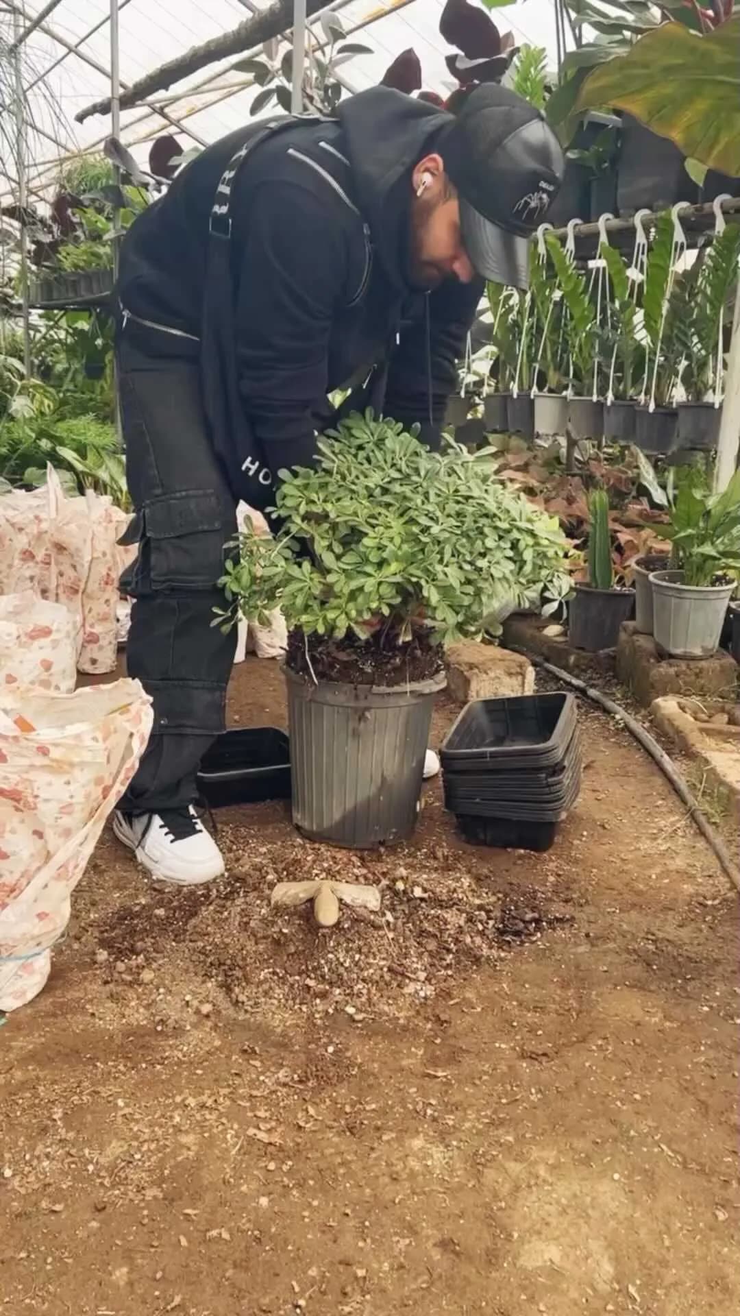 بنسای پتسپورم (میخک هندی)
