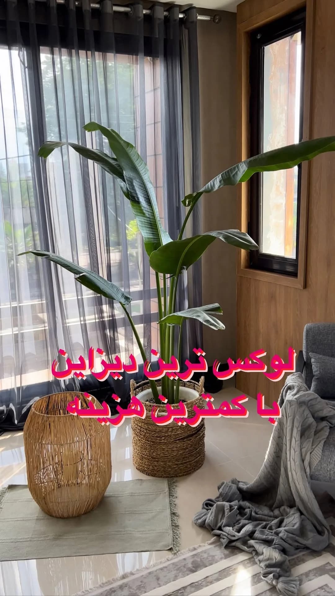 نخل مسافر (استرلیتزیا)