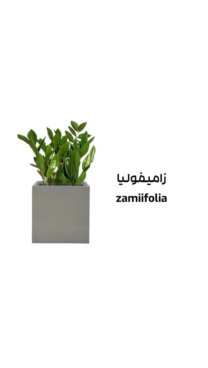 زاموفیلیا (زامیفولیا)