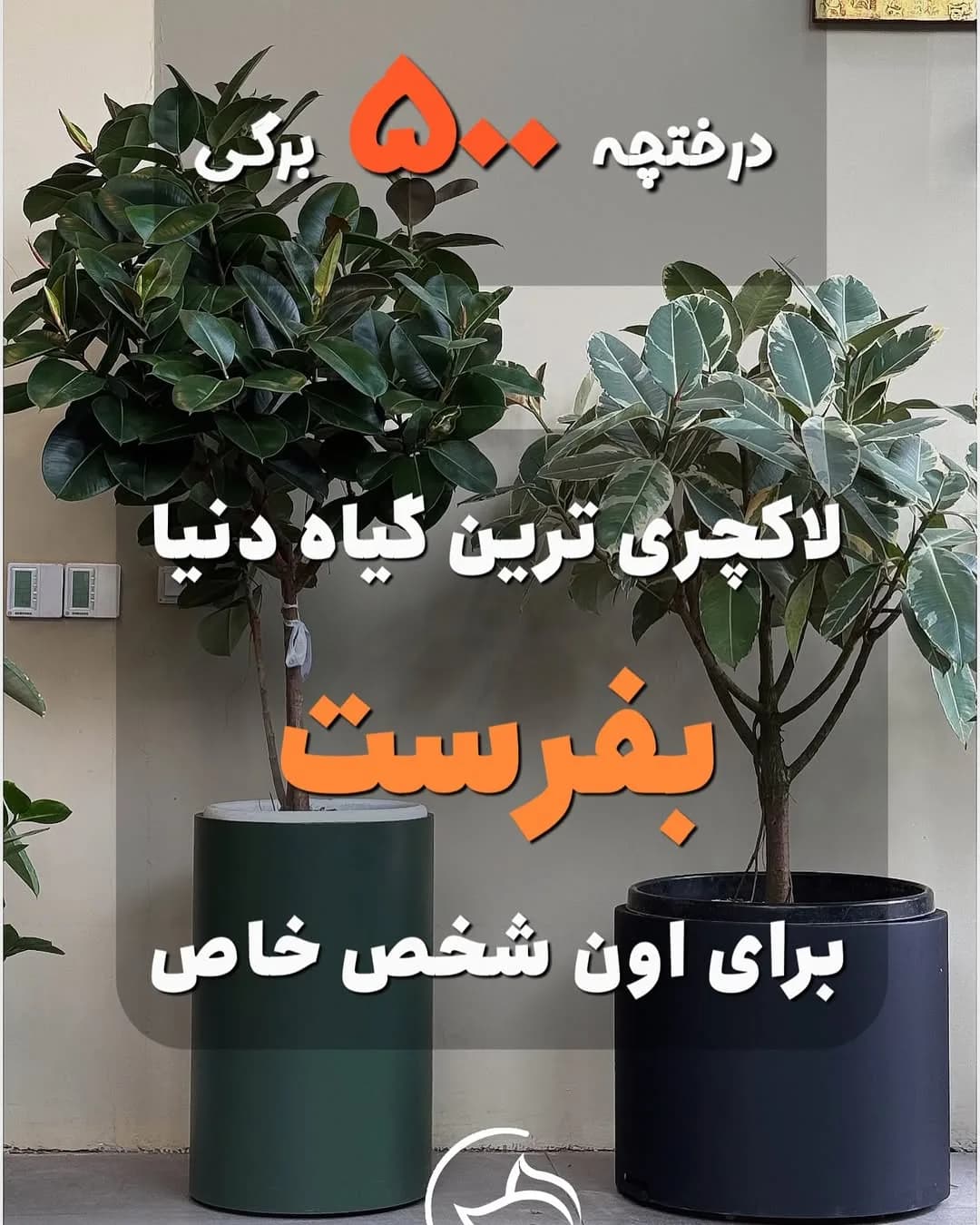 فیکوس سوفیا