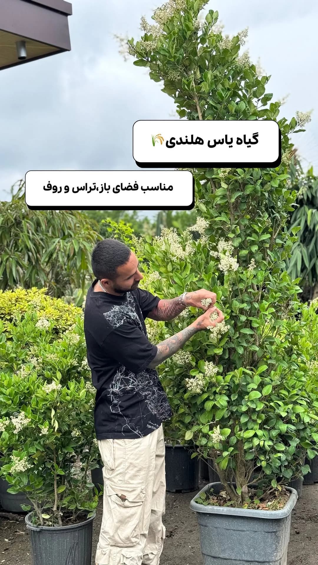 یاس هلندی، رنگ سبز و سفید، درختچه