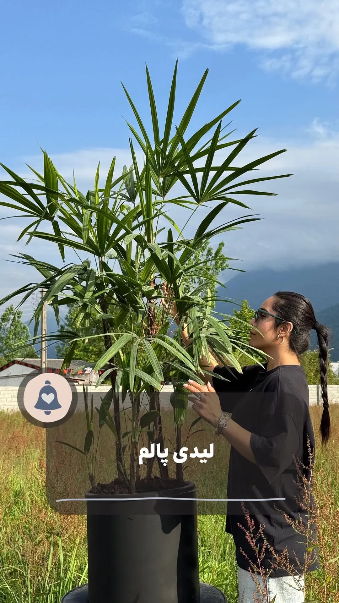 لیدی پالم