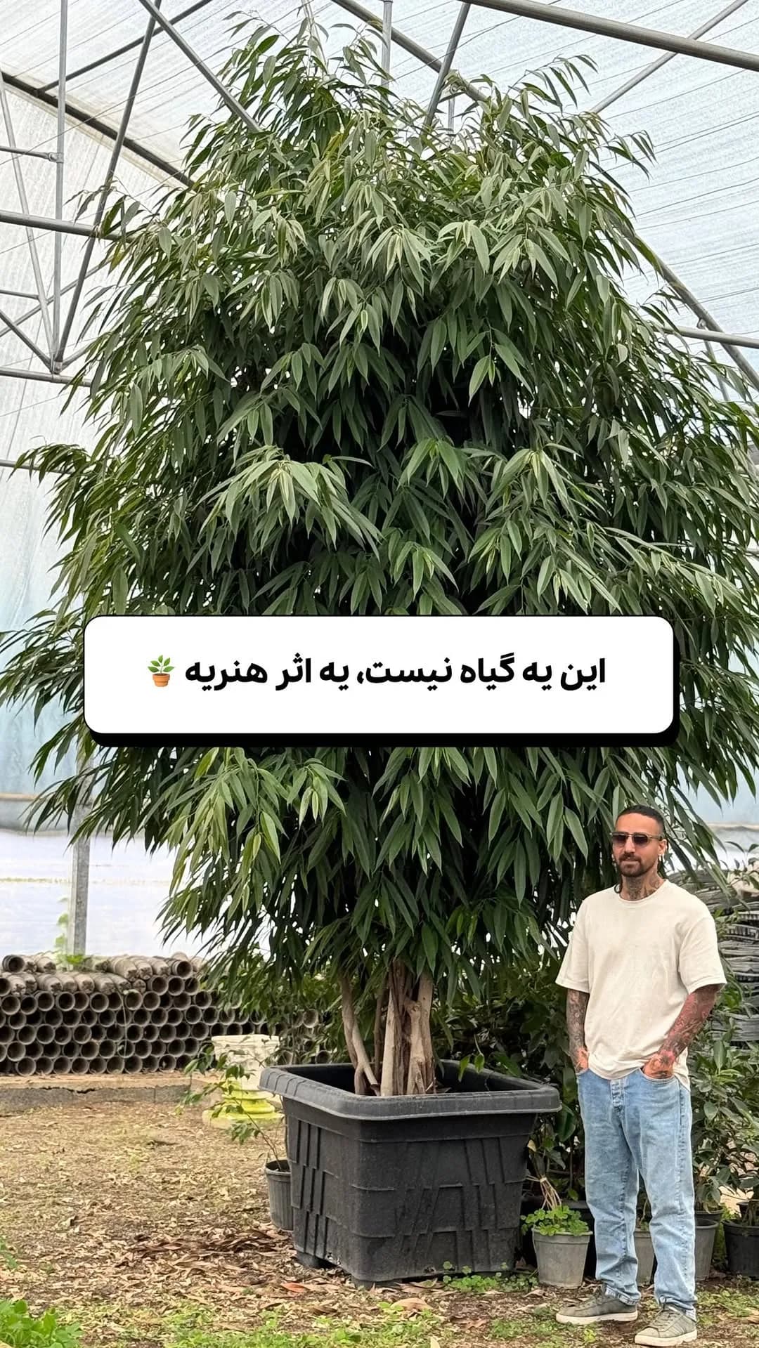 فیکوس آمستل ۵ متری