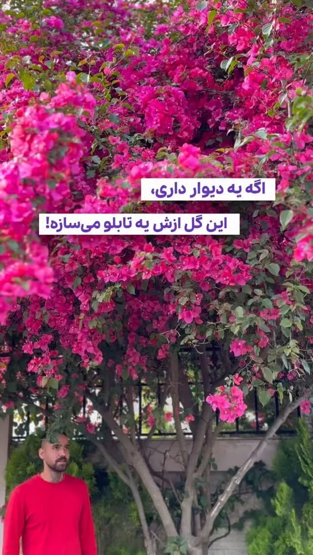 بوگنویل (گل کاغذی)، رنگ صورتی و سبز، درختچه گلدار