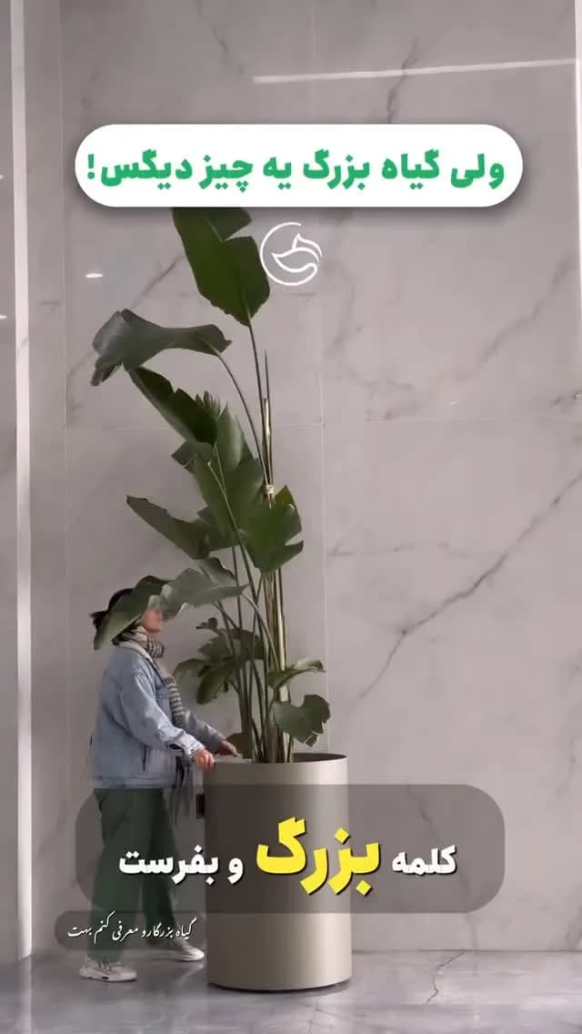 نخل نیکولای بزرگ