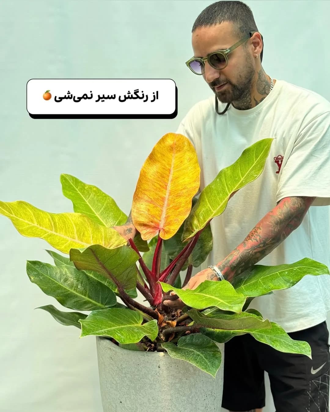 فیلودندرون نارنجی