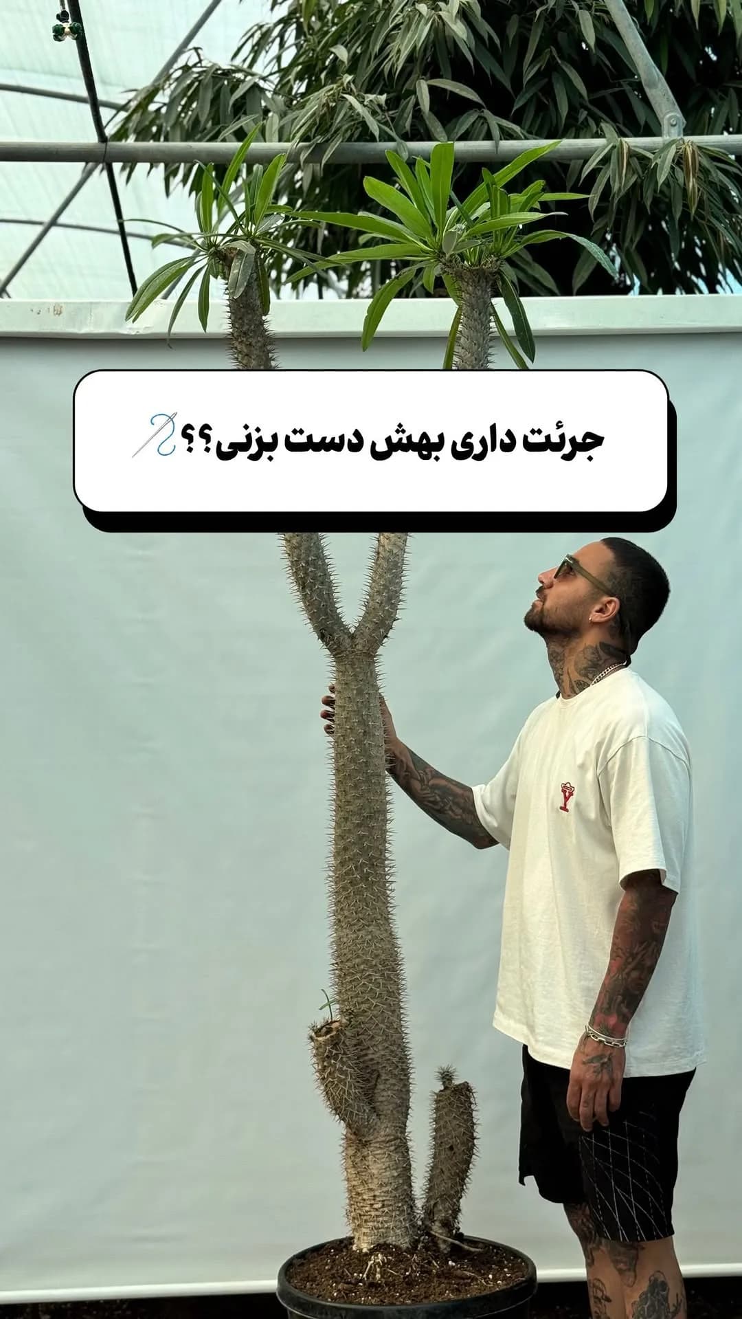نخل ماداگاسکار