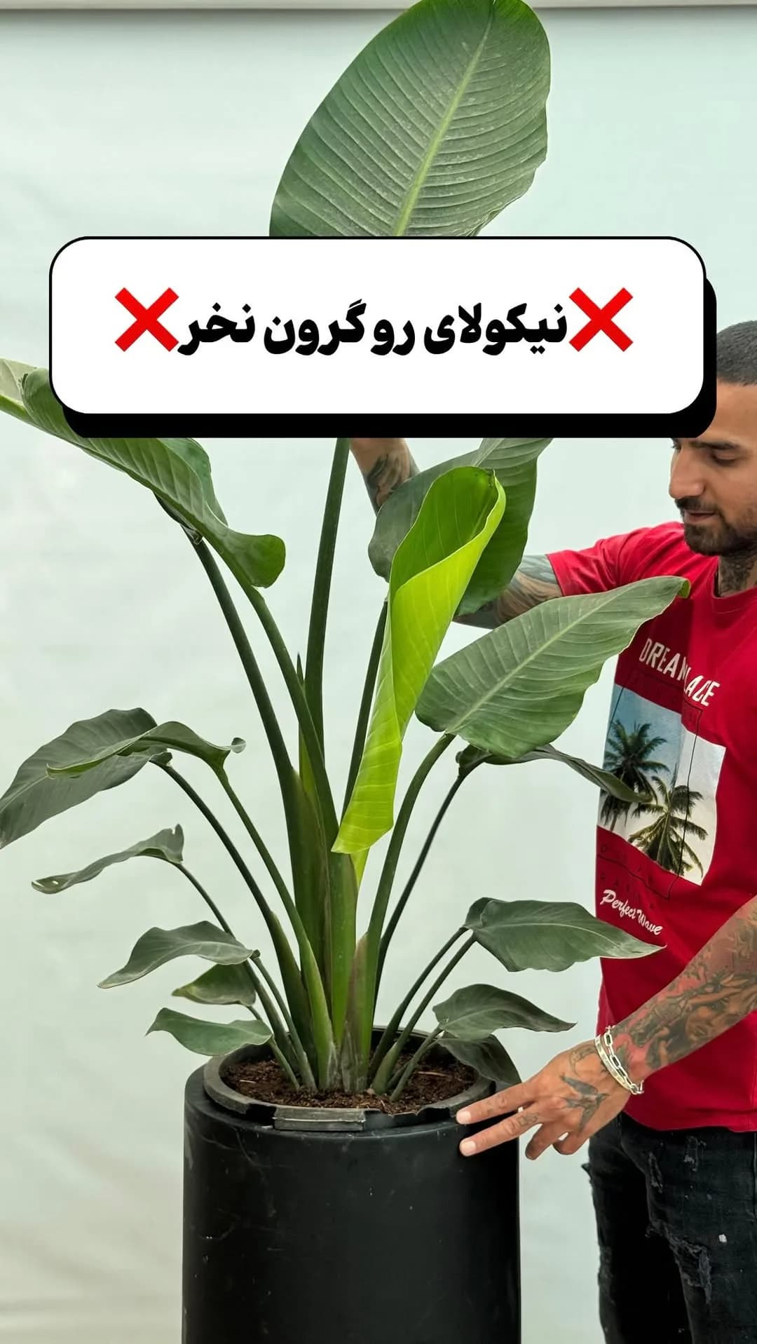 نخل نیکولای