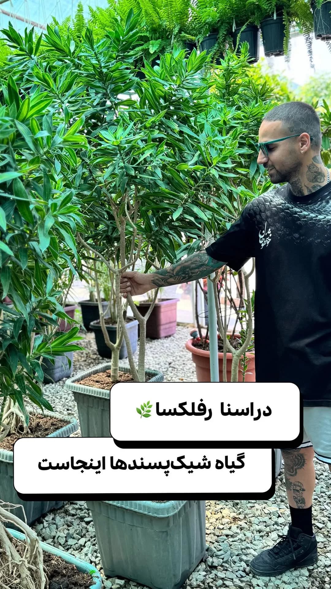دراسنا رفلکسا، رنگ سبز، گیاه بلند با برگهای باریک