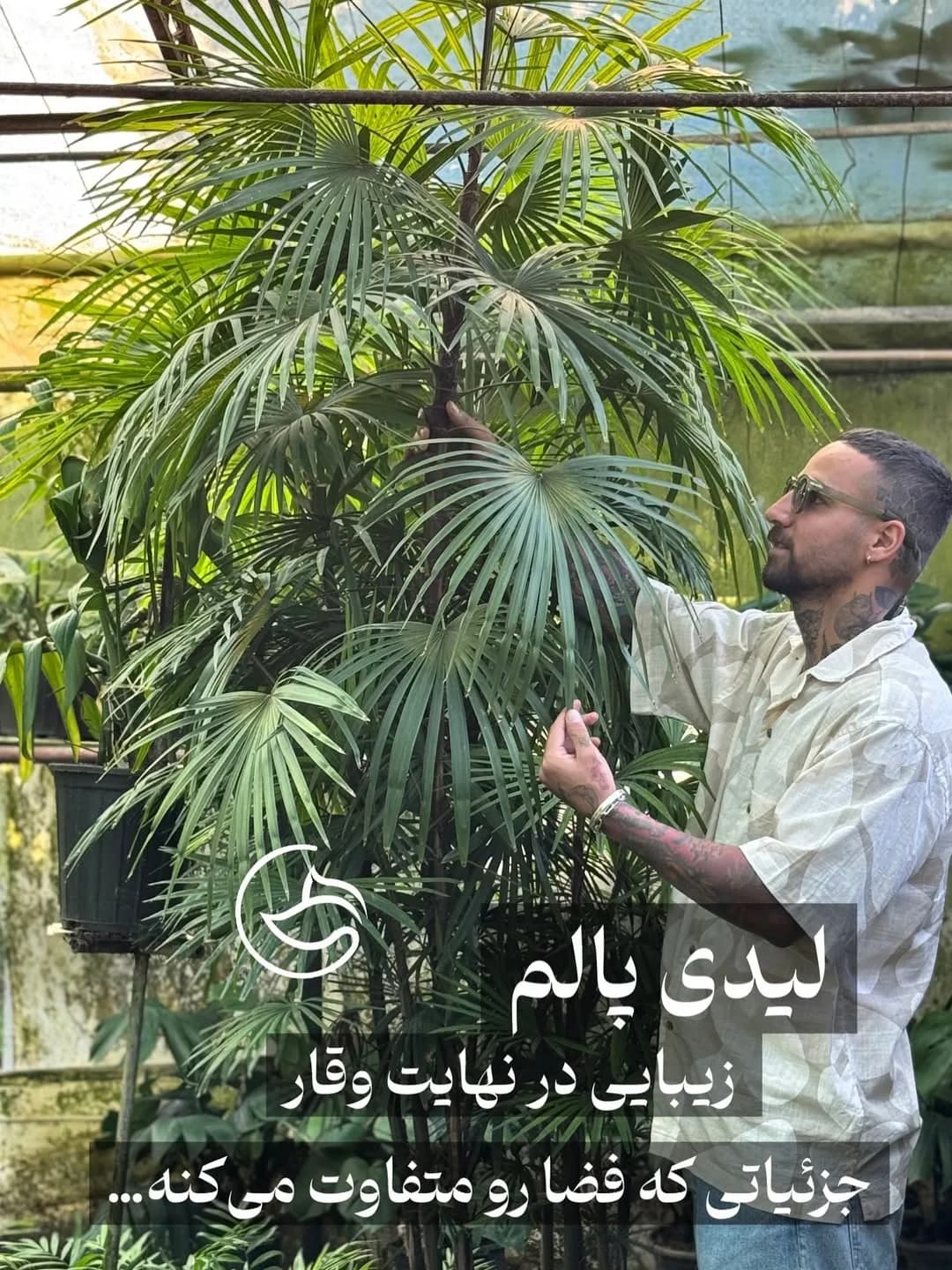 لیدی پالم، رنگ سبز، نخل با برگهای بادبزنی