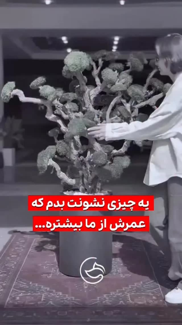 درخت جاویدان، رنگ سبز و خاکستری، درخت مینیاتوری تزئینی