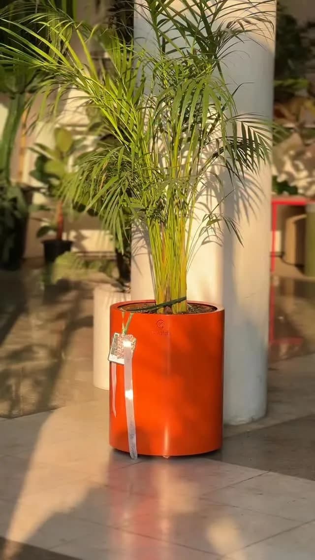 نخل اریکا در گلدان گالوانیزهی چرخدار