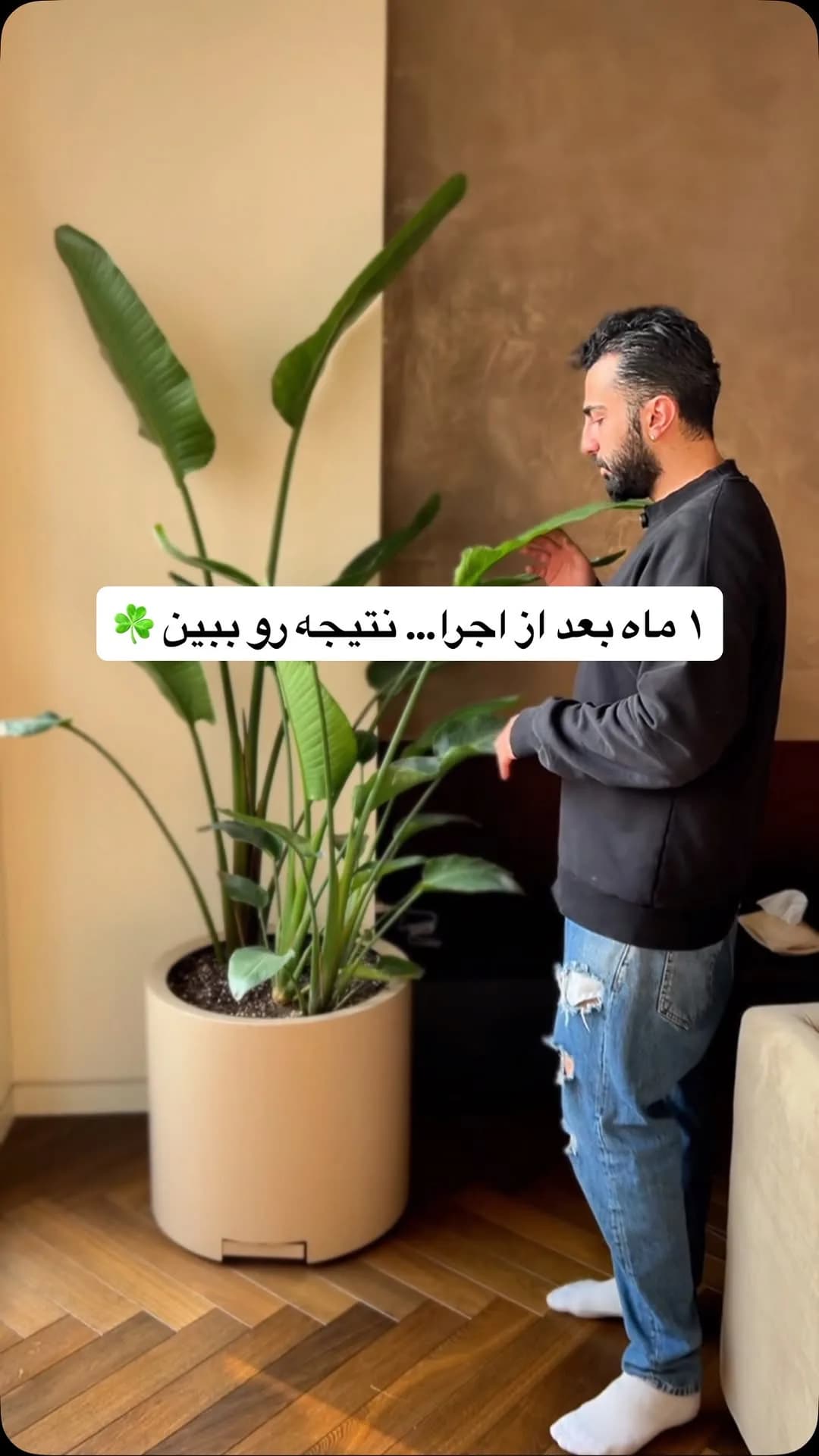 نخل نیکولای