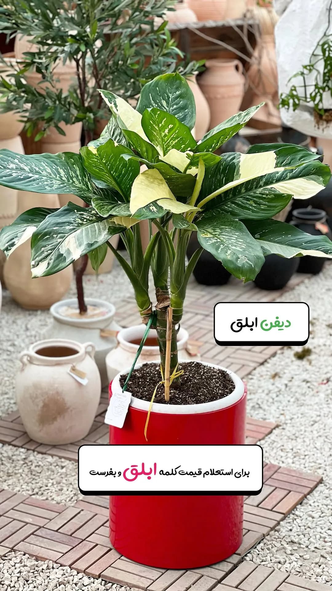 دیفن ابلق