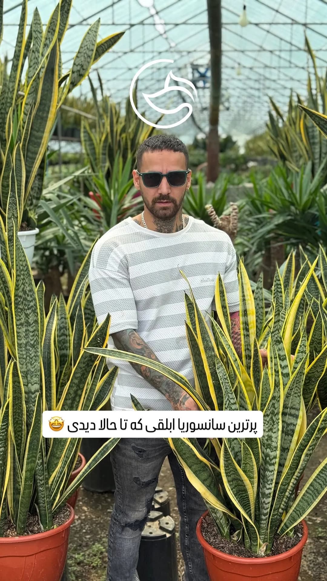 سانسوریا ابلق، رنگ سبز و زرد، برگهای شمشیری و بلند