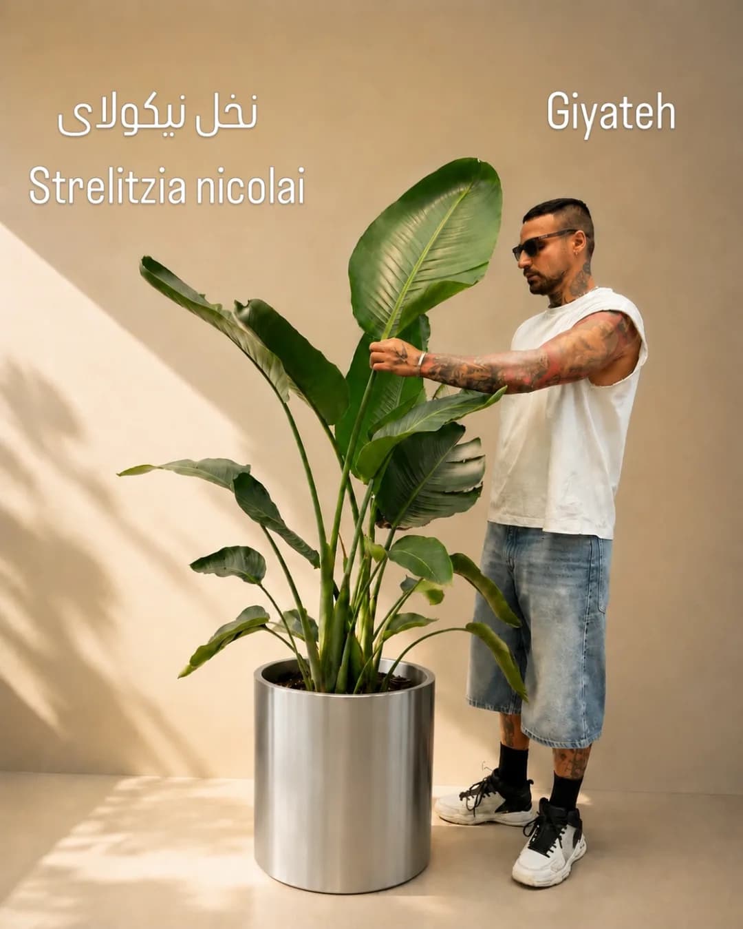 نخل نیکولای ۳ بوته