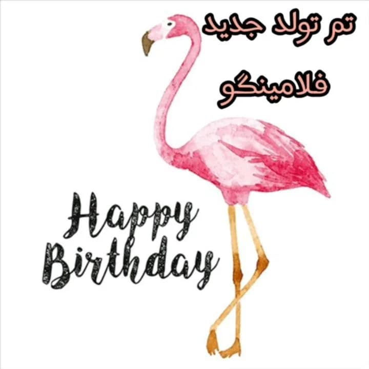 تم تولد فلامینگو