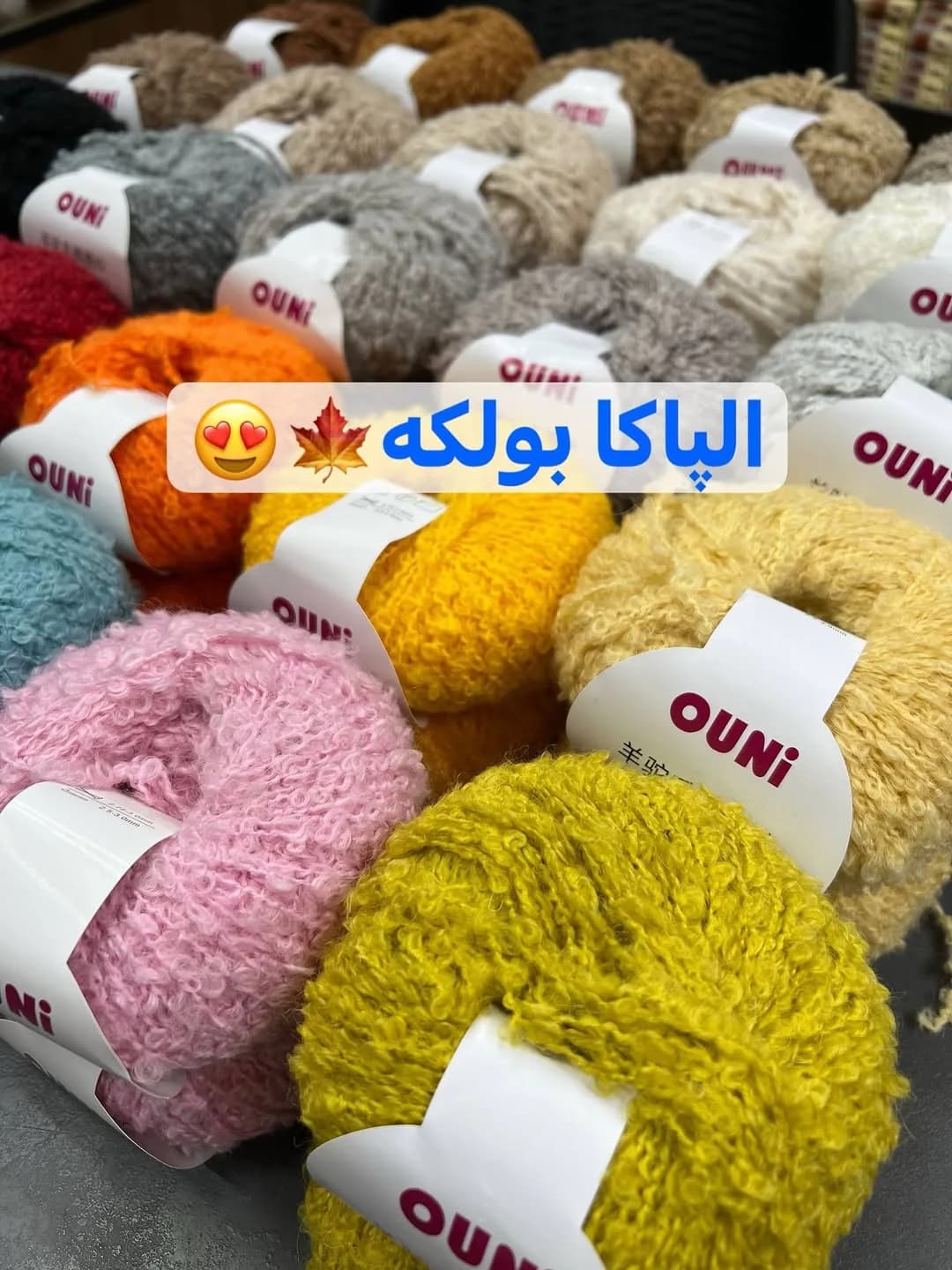 کاموا بوکله آلپاکا