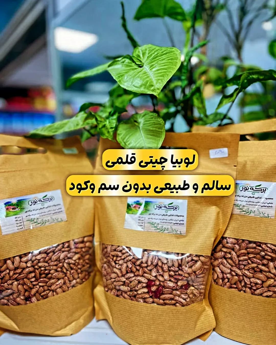 لوبیا چیتی قلمی ۹۰۰ گرمی برکه نور