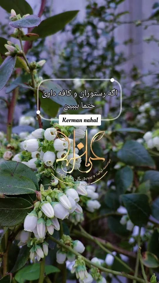 نهال بلوبری آماده‌ی باردهی