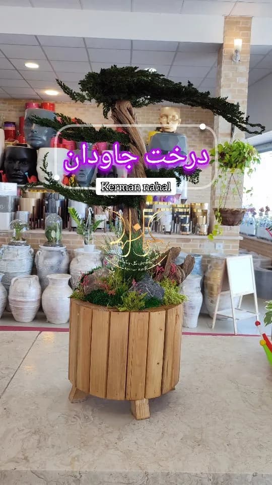 درخت جاودان