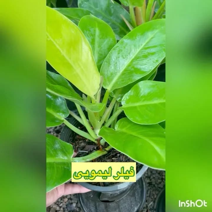 فیلودندرون لیمویی، رنگ سبز، گیاه آپارتمانی
