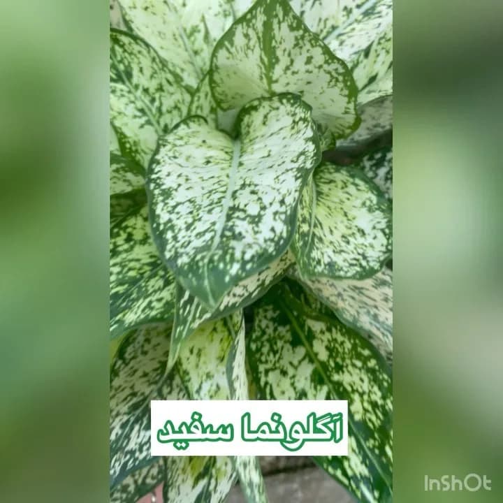آگلونما سفید، رنگ سبز، گیاه آپارتمانی
