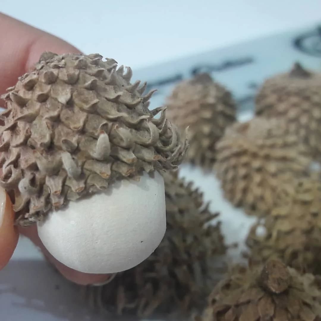 کلاهک بلوط ۱۰ عددی