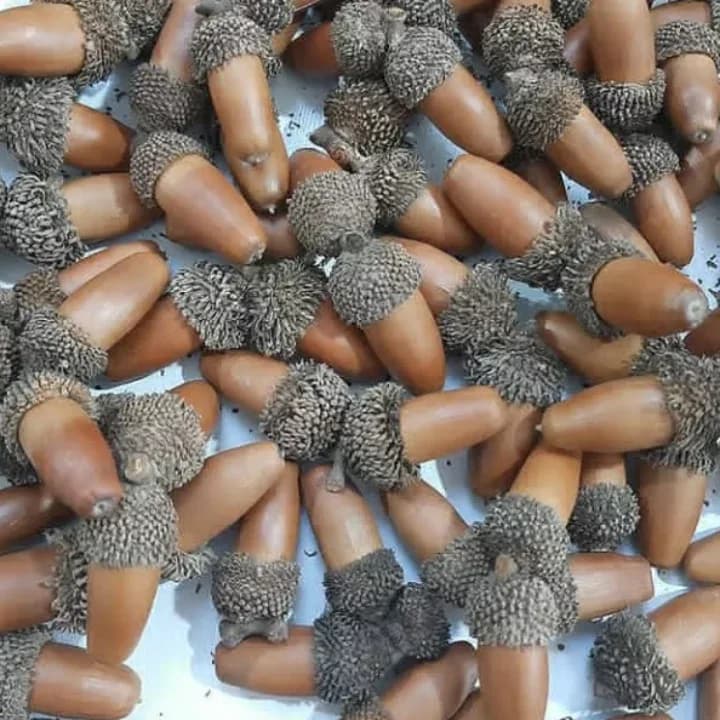 بلوط طبیعی تزئینی