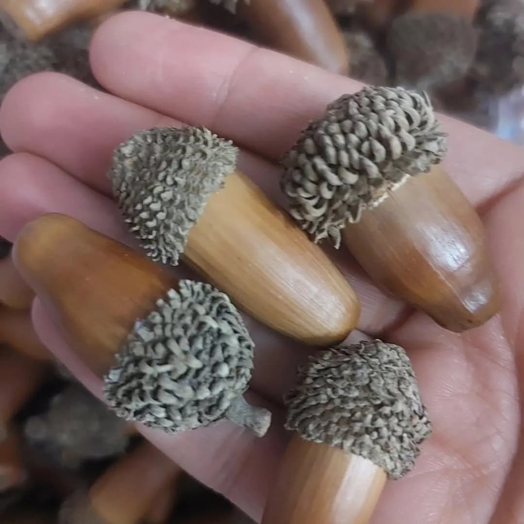 بلوط تزئینی، رنگ قهوه‌ای، جنس چوب، خشکبار و تزئینی
