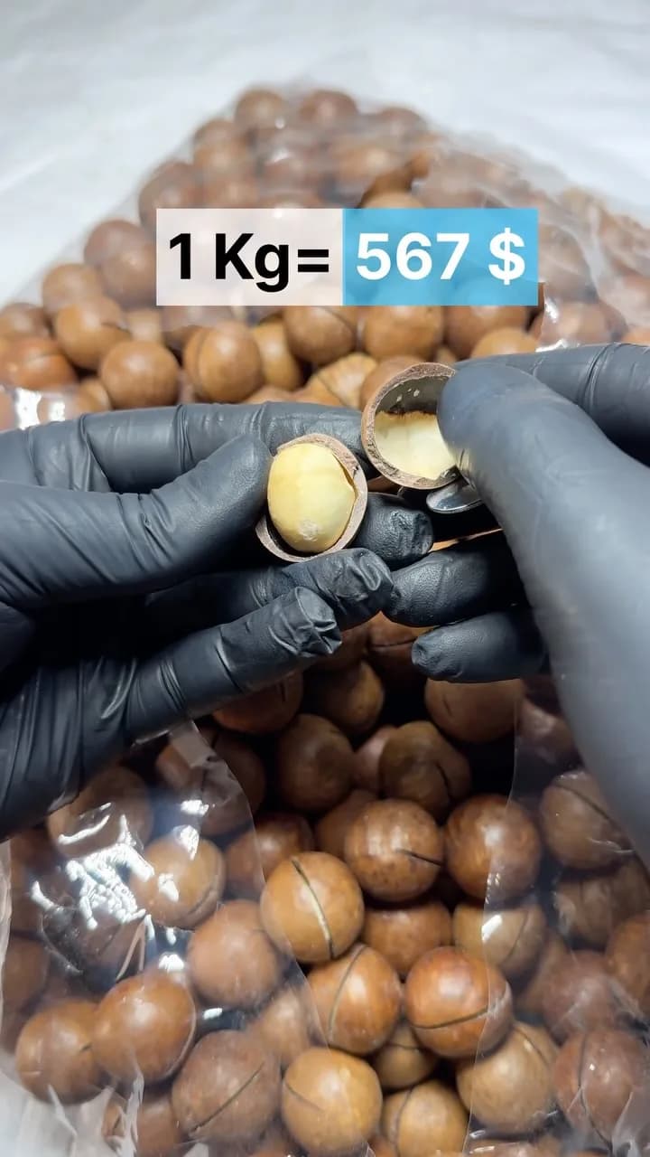 ماکادمیا درشت، رنگ قهوه‌ای، با پوست‌شکن