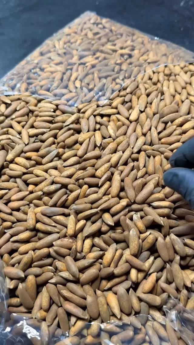 چلغوزه