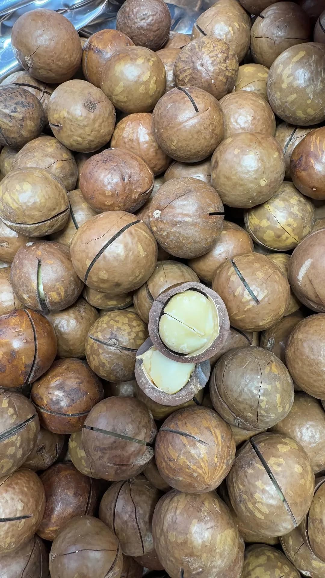ماکادمیا