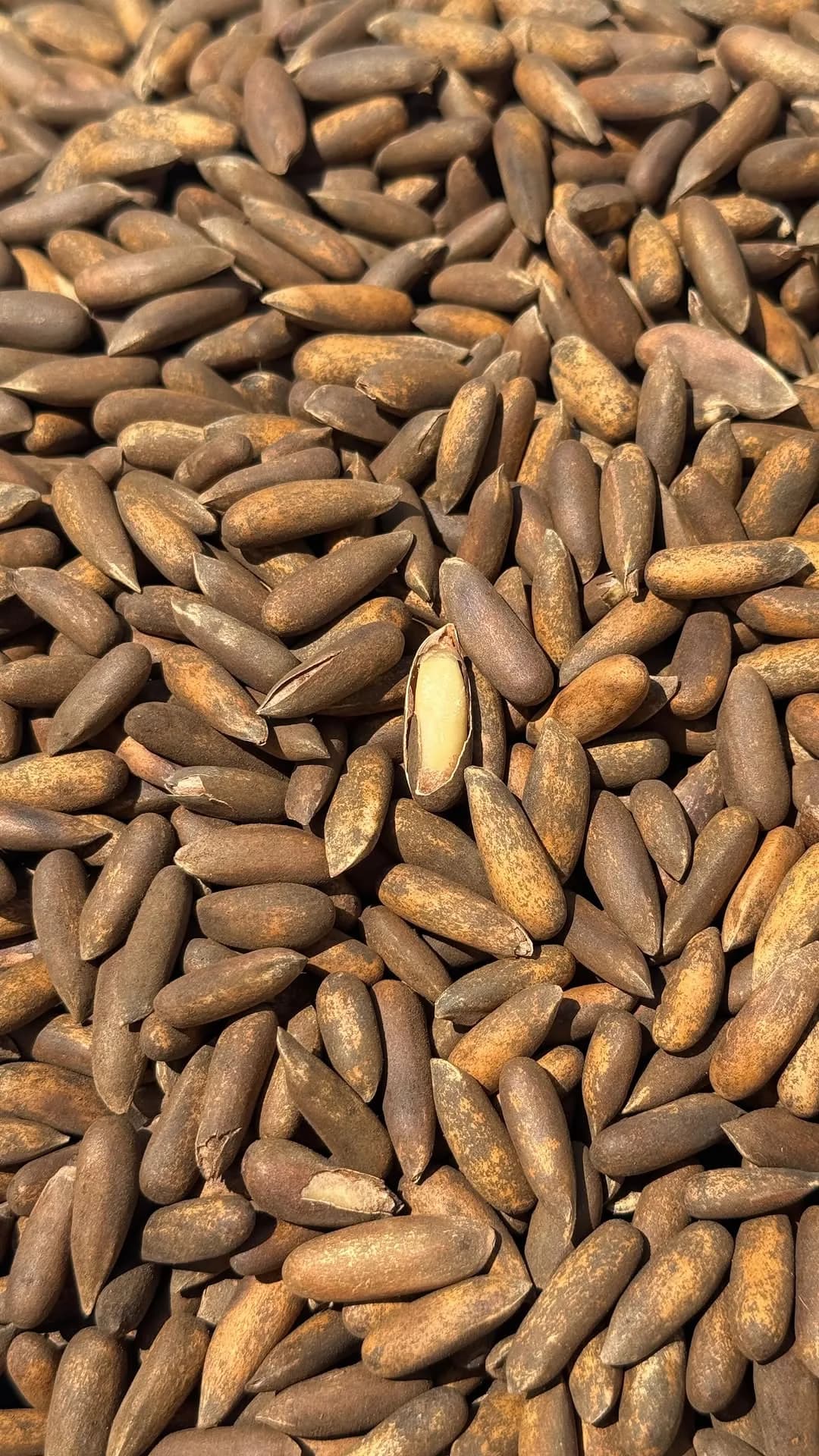 چلغوزه
