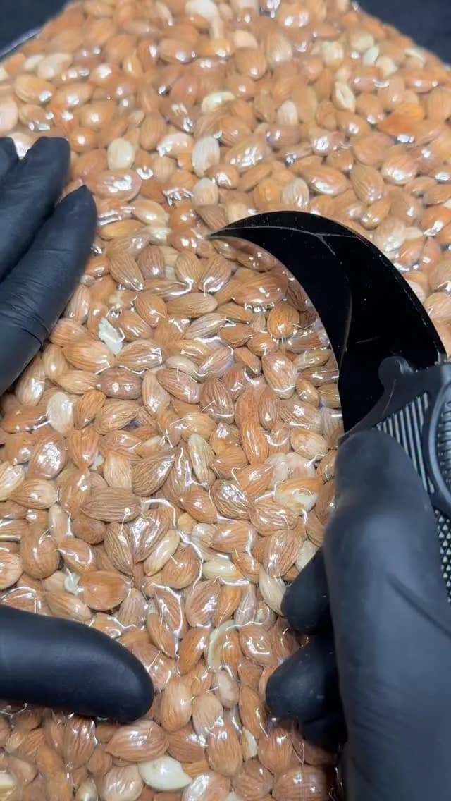 هسته زردآلو شیرین