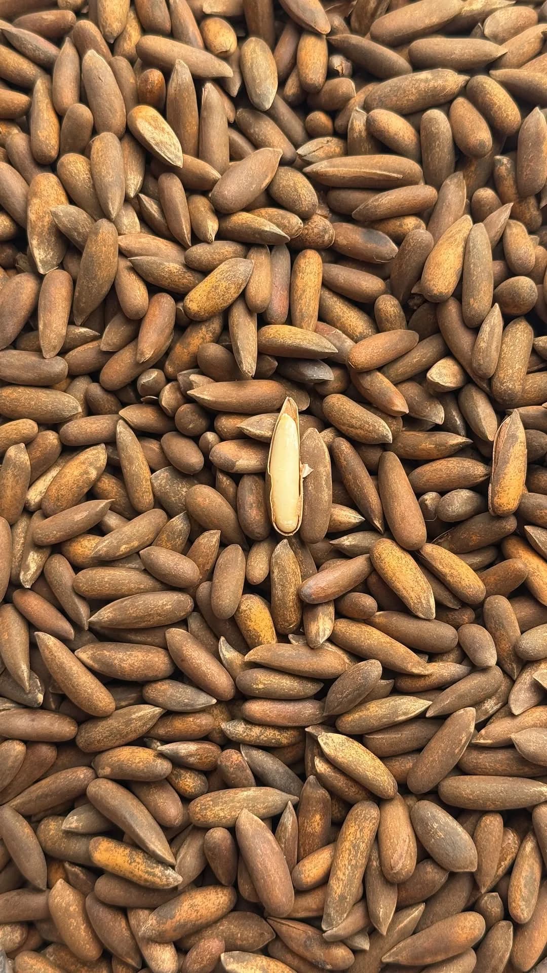چلغوزه