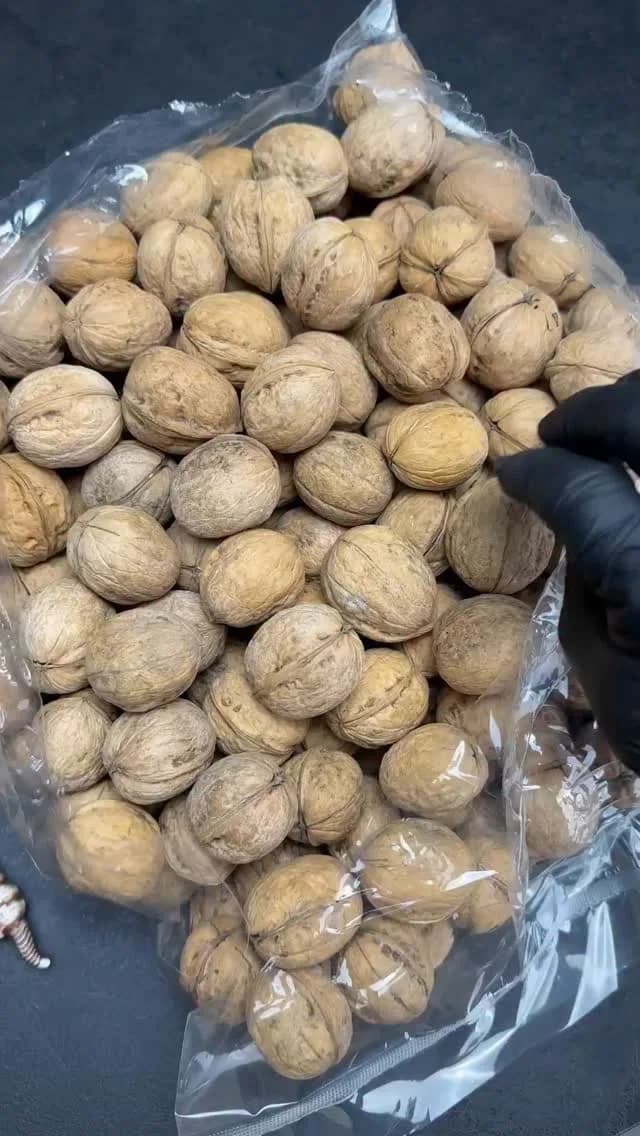 گردو پوست کاغذی