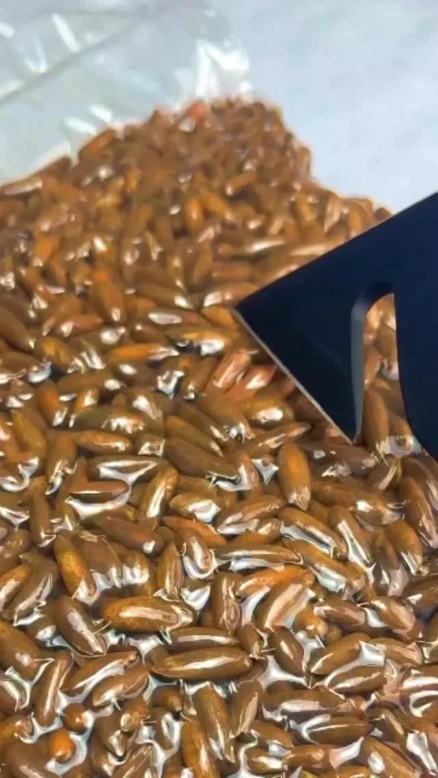 چلغوزه درجه یک