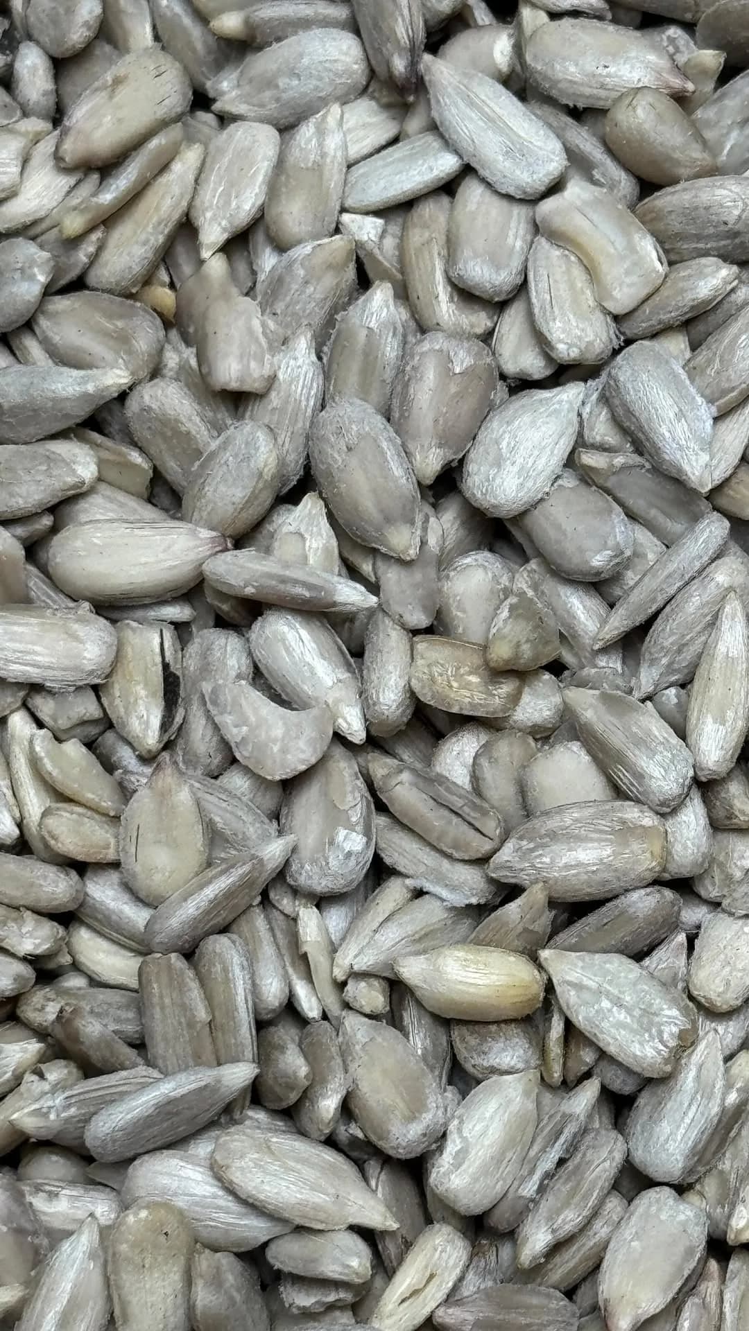 مغز تخمه آفتابگردان، رنگ خاکستری و سفید، پوستدار