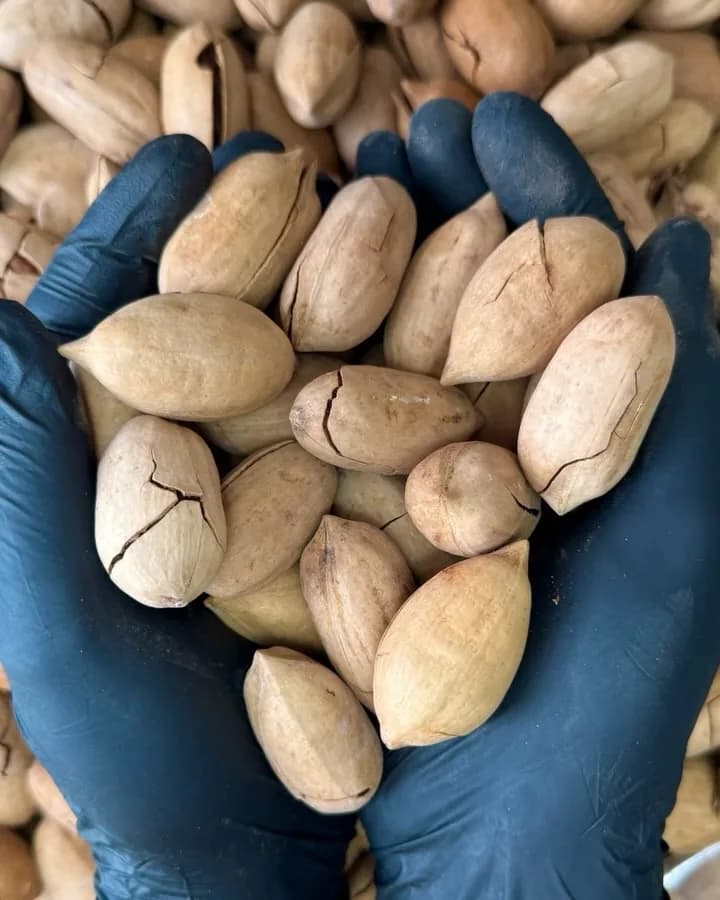 گردو پکان تفت وانیلی