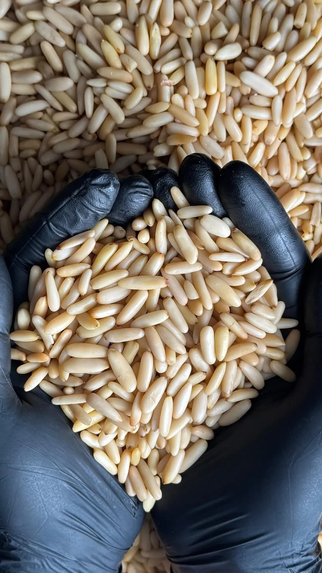 مغز چلغوزه