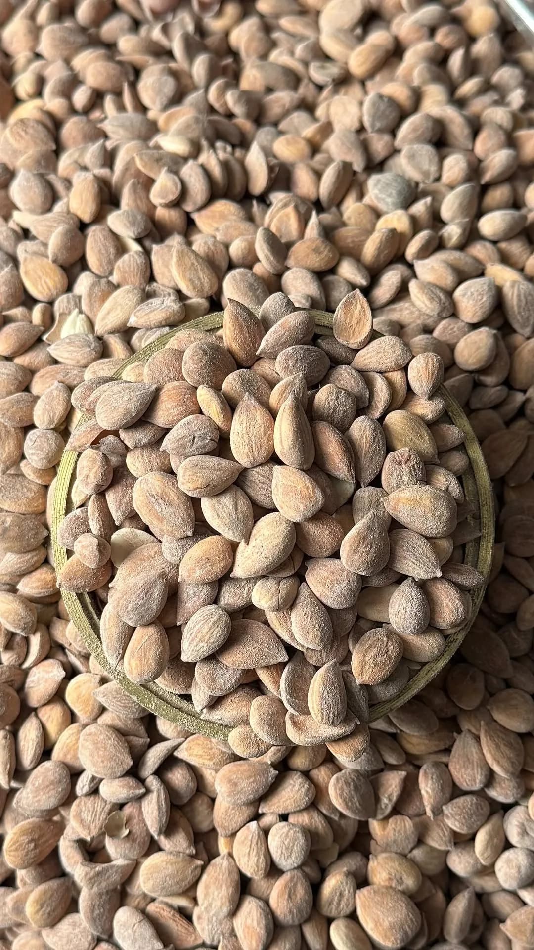 هسته زردآلو تنوری