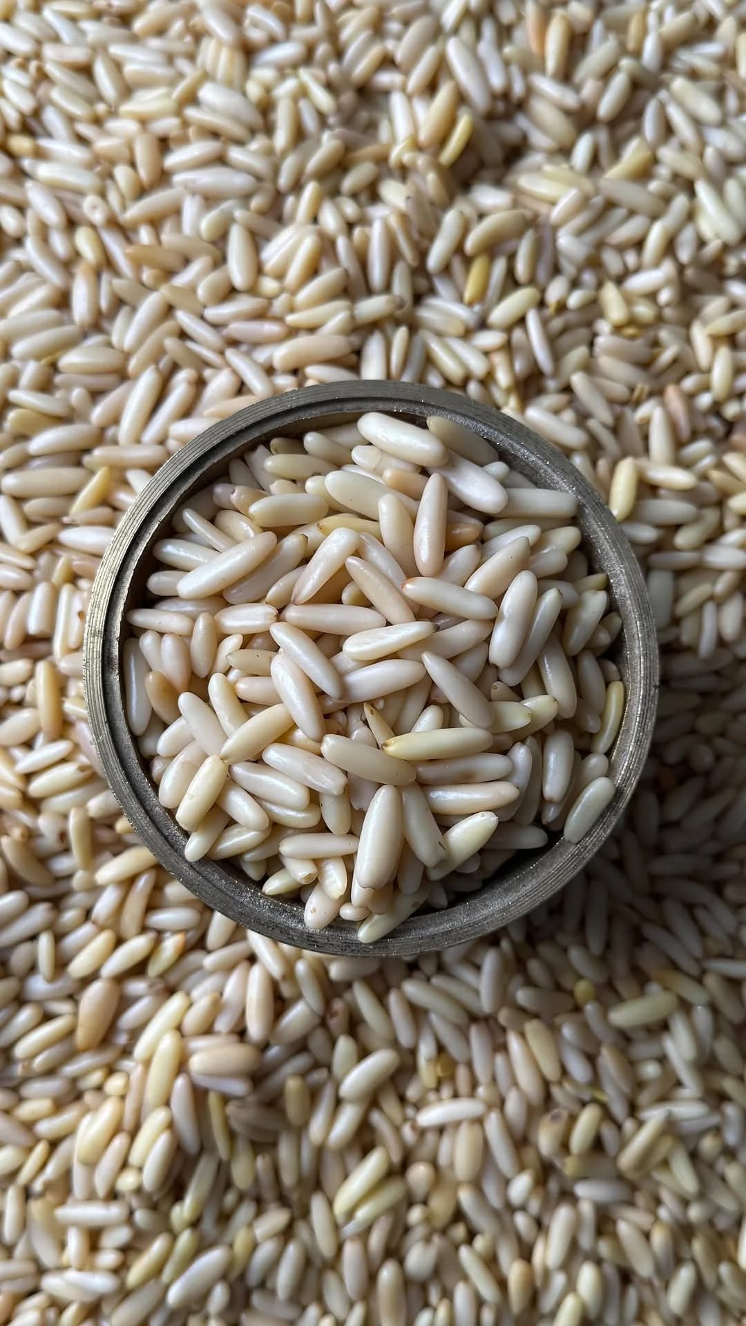 مغز چلغوزه