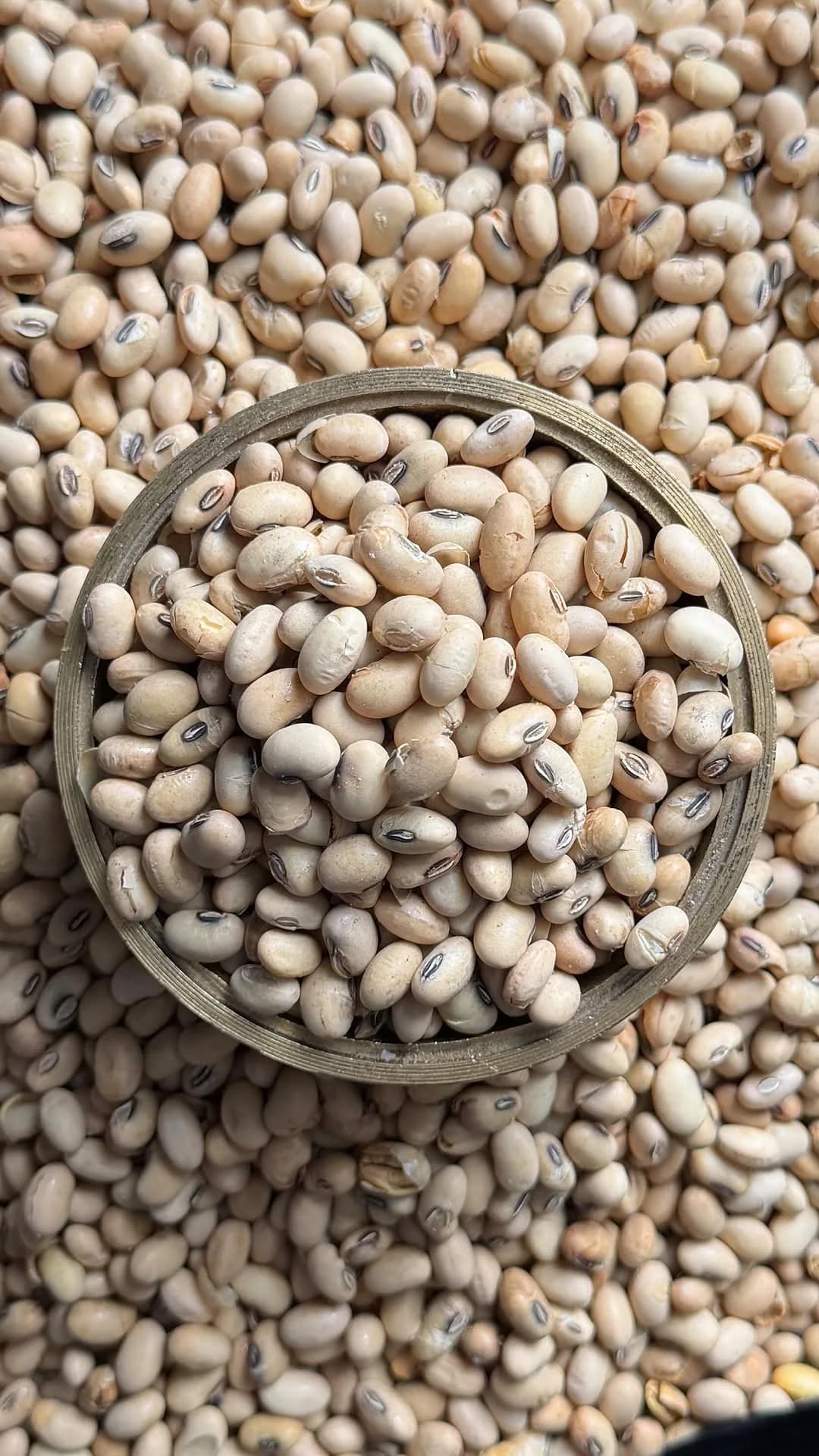 سویا آجیلی